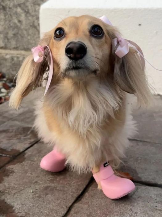 Wagwear Original Wagwellis Navy