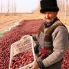 Guo Fu Zi Xinjiang Dried Red Dates
