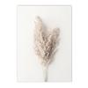 Béžový Bunny Tail Grass Nástěnné plakáty Přírodní pampy Reed Obraz na plátně Květinový umělecký plakát Malba Severské nástěnné obrazy Home Decor
