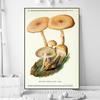 Vintage Mushroom Specimen Canvas Painting Antique Wall Art Herbal Pictures Science Posters and Prints Home Office Decor Cuadros