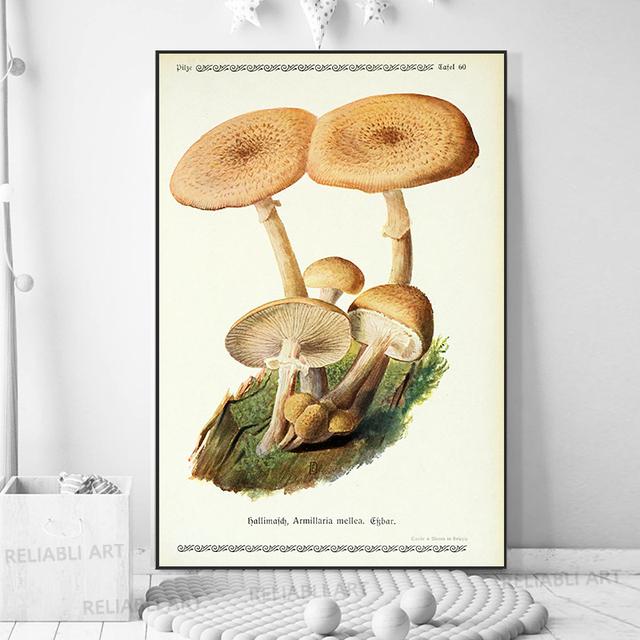 Vintage Mushroom Specimen Canvas Painting Antique Wall Art Herbal Pictures Science Posters and Prints Home Office Decor Cuadros