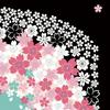 Maeda Senko Hanagoromo Large Furoshiki Sakura Black 110458 Made in Japan 100% Cotton Approx. 107x105cm (Japan domestic version)