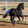 Horse Tail Protector Breathable Ponytail Storage Bag Polyester Anti Mosquito Bite for Turnout Outing Stable Racing Competition