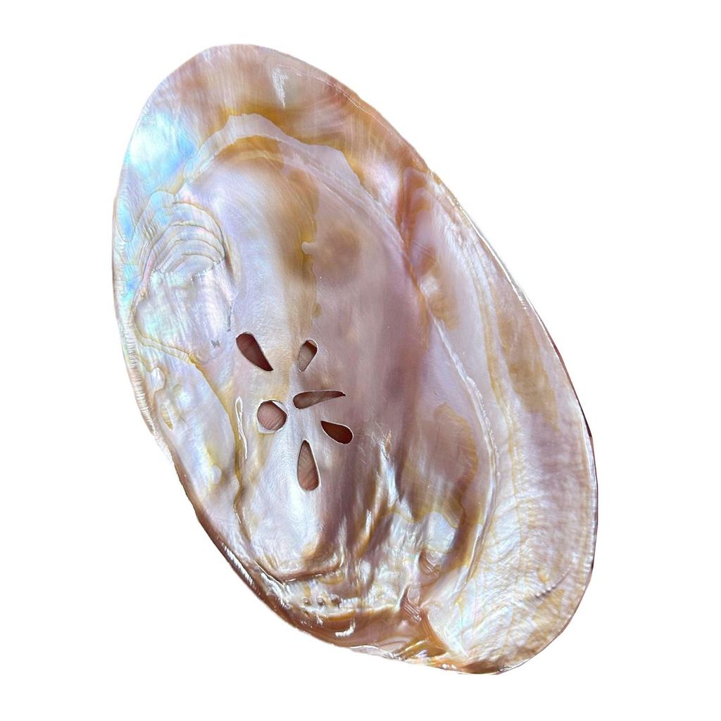 Natural Shell Polished Fruit Plate Caviar Plate Hotel Table Shooting Props Shell Plate Pearl Shell Tray