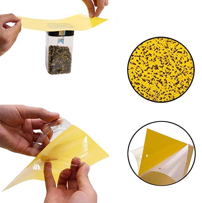 Double-Sided Yellow & Blue Sticky Trap for Flying Insects and Thrips In Horticulture