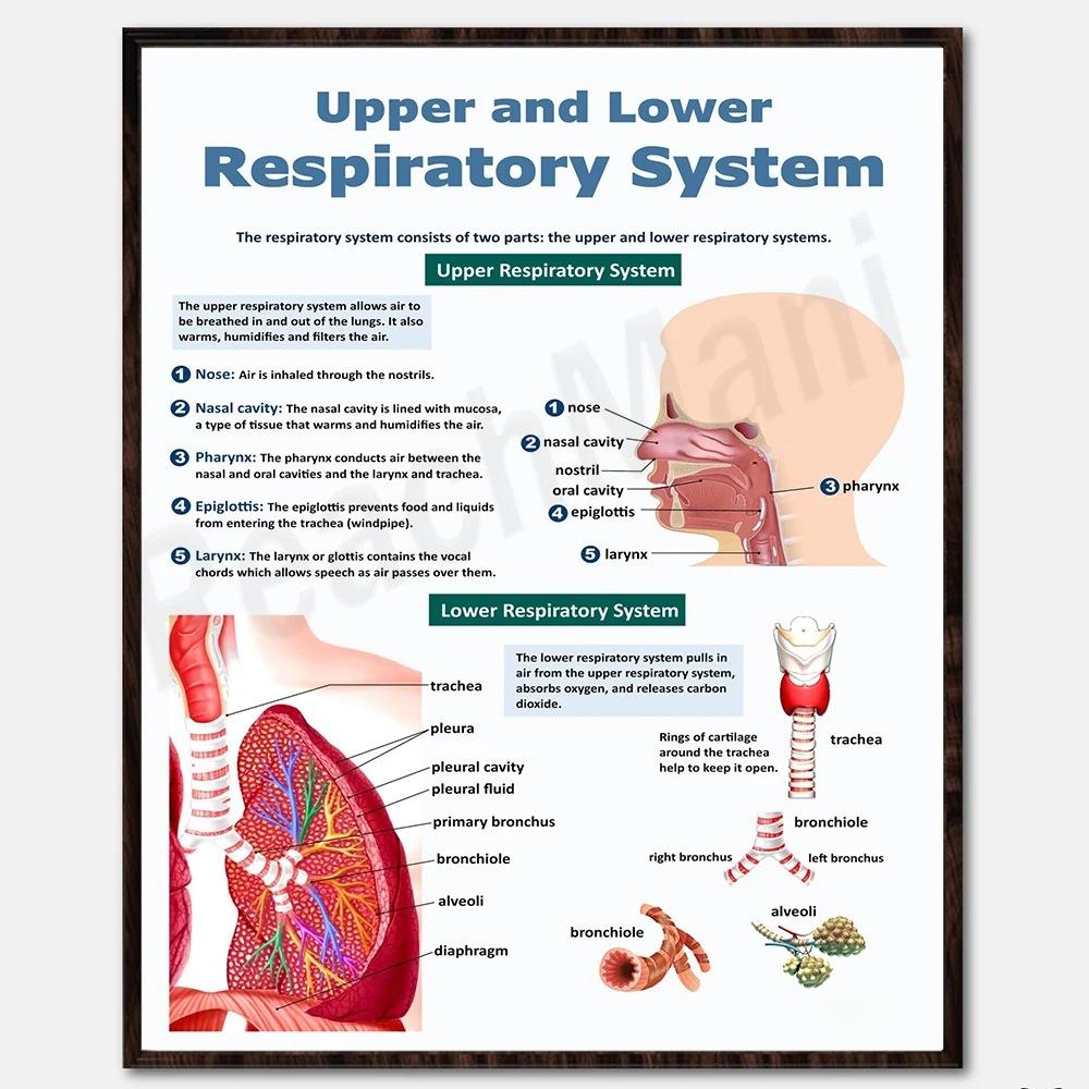 [Print Painting] Unframed Biology Posters - Human Anatomy, Vital Organs One Size