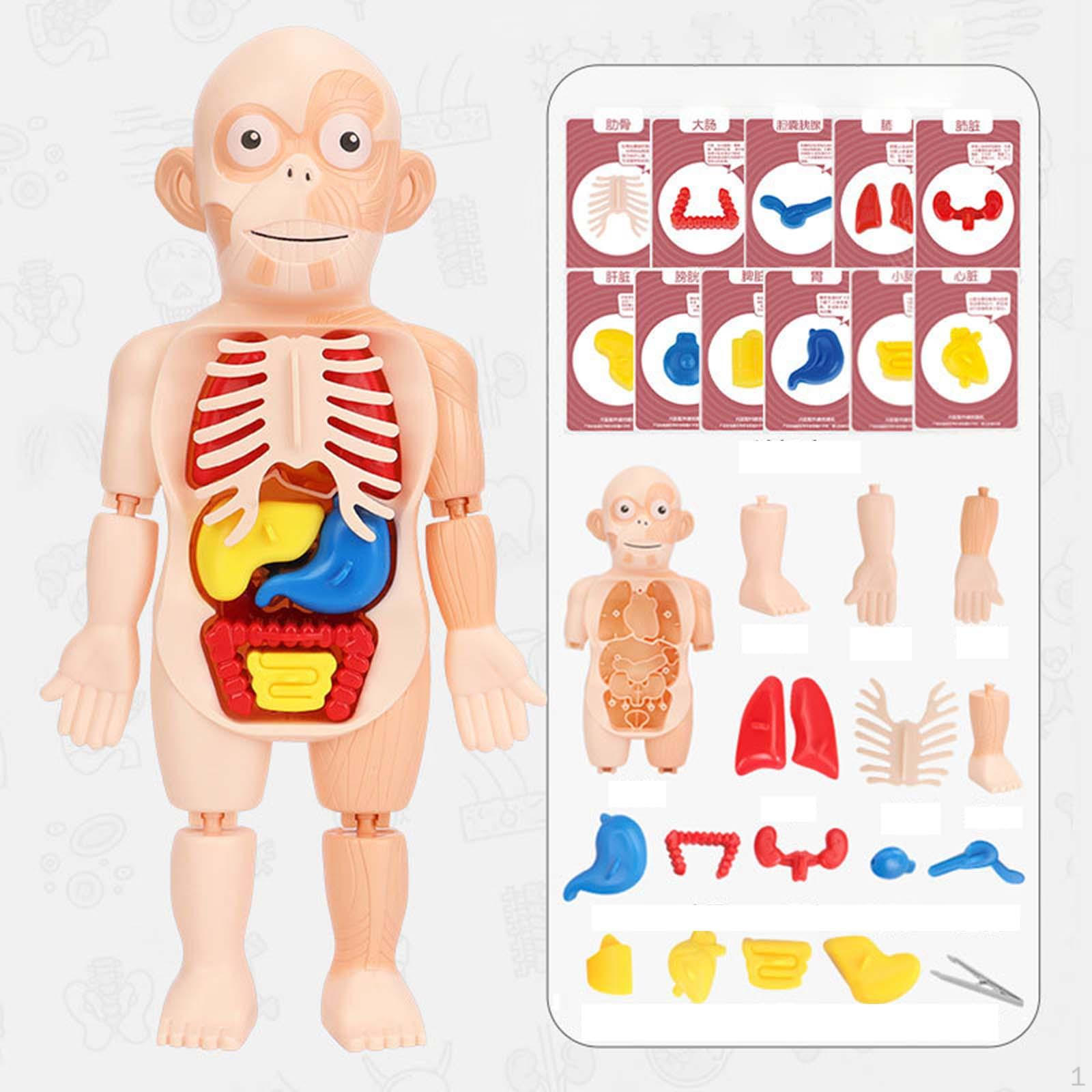 Body Torso Model,Early Learning toy and school Educational,DIY Toys Assembly,Human Organ Kids
