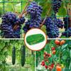 Plant Climbing Netting 2x5m Climbing Support Gardening Netting Mesh Plant Growing Trellis For Cucumber Tomato Eggplants Grapes