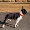 Luxus Echtes Leder Airtags Haustierhalsband Verstellbare Hundehalskette Für Welpen Mittelgroßen Hund Anti-Verlust Haustierhalsband Mit Airtag-Halter