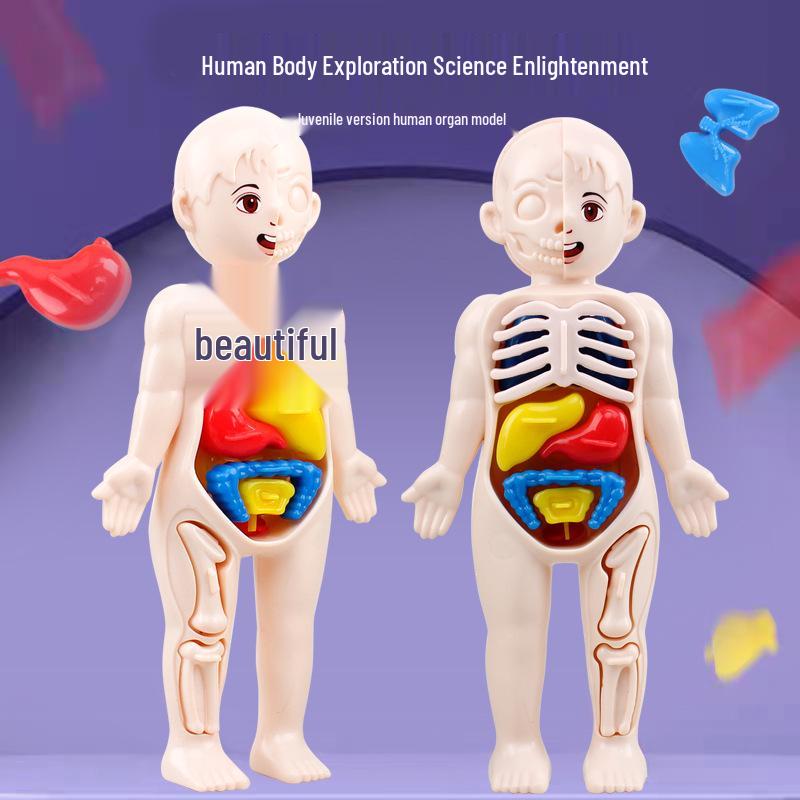 DIY Human Organ Structure Model for Children's Science Education