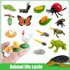 Animal Life Cycle Board Children Toys Montessori Teaching Aids Plant Animal Growth Cycle Model Set Preschool Cognitive Toys