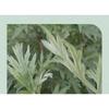 Isntree - Mugwort Calming Clay Mask Mini