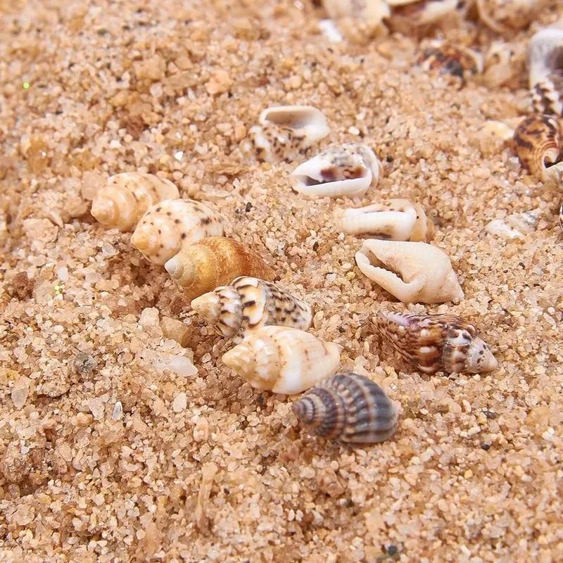 1300-1500Pcs/Box Natural Shell Conch Ornaments Accessories Parts DIY Material Jewelry Components Sea Shell