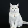 Faux Pearl Pet Collar for Dogs Cats Double-layer Beaded Necklace with Enamel Pendant for Pet Dress-up Jewelry Accessories