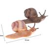 Simulation Animal Insect Model Mini Animal Snail Growth Cycle Ornament