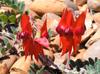 SAFLAX Sturt's Desert Pea - 20 Seeds - Clianthus Formosus
