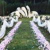 Artificial Rose Petals Simulated Petals  Scattered Flowers  Romantic Decoration Wedding and Celebration