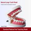 Human Tooth Anatomy Model for Teaching and Simulation - Detachable Denture Mold
