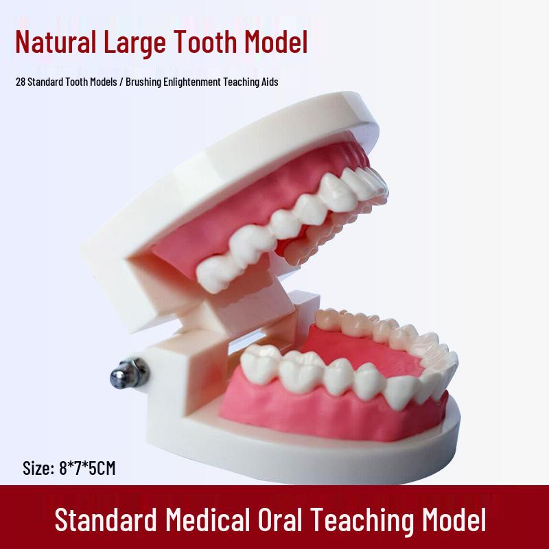 Human Tooth Anatomy Model for Teaching and Simulation - Detachable Denture Mold