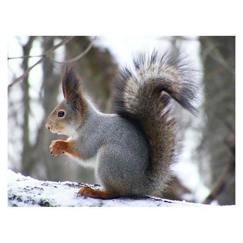 5D DIY Diamant Malerei Holz Eichhörnchen Diamant Mosaik Diamant Stickerei Volle Set Kreuz Stich Kits Home Decor Geschenke