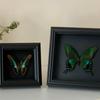 Handmade Black Butterfly Specimen Frame - Creative Birthday Gift Ornament