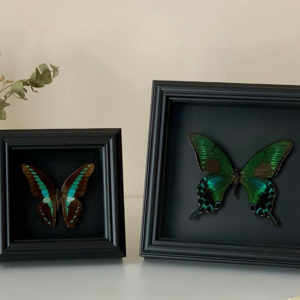 Handmade Black Butterfly Specimen Frame - Creative Birthday Gift Ornament