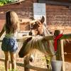 5Pcs Adjustable Horse Stall Bucket Strap Outdoor Feeding Hanging Strap Horse Bucket Straps Hanging Barn Fixed Rope