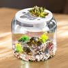 Transparenter Schildkröten-Aquarium-Schildkröten-Behälter mit abnehmbarem Deckel Schreibtisch-Dekoratives Terrarium-Behälter DIY Mikro-Landschafts-Fischbecken