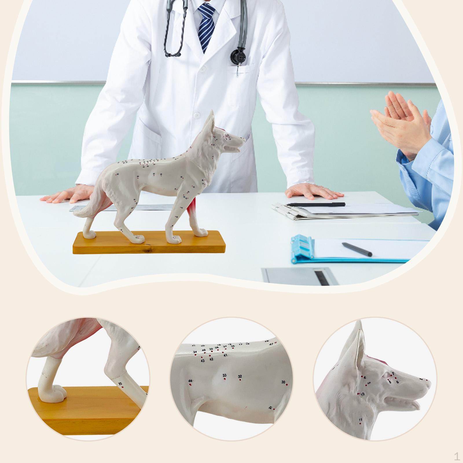 Dog Anatomy Model Animal Educational Detailed Display Study Science Collectible Toy Veterinary