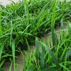 Artificial Green Plant Wall with Flowers - Decorative Turf Mat for Landscaping and Windowsills