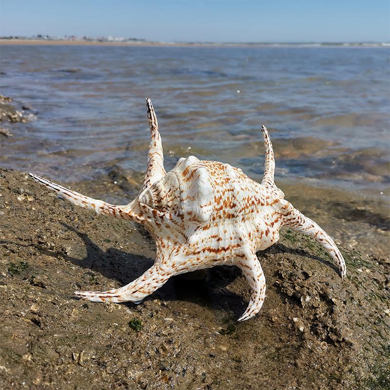 Large Conch Seashell Ornament for Wall Decor, Aquarium Aquascaping, and Sea Sound Collection