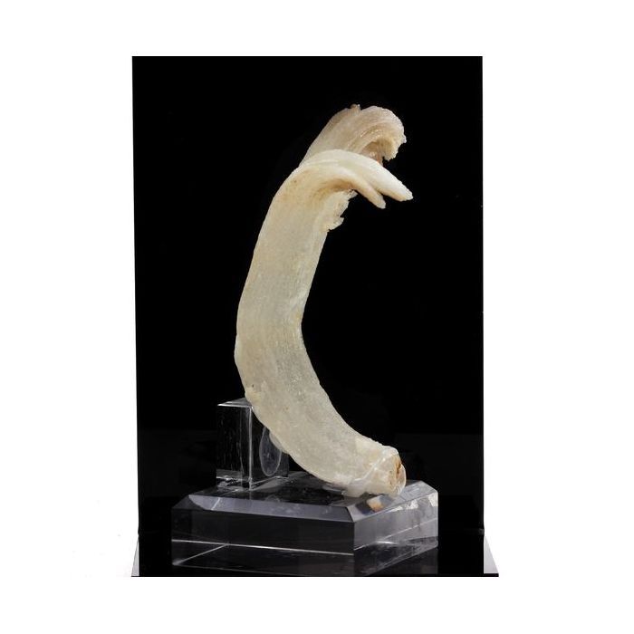 Pierres et Minéraux. Gypse. 511.5 ct. Bou Beker, Jerada Province, Maroc.