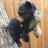Funny Black Bear Napping Hanging Out In A Tree Figurine - Outdoor Tree Decor & Garden Sculpture