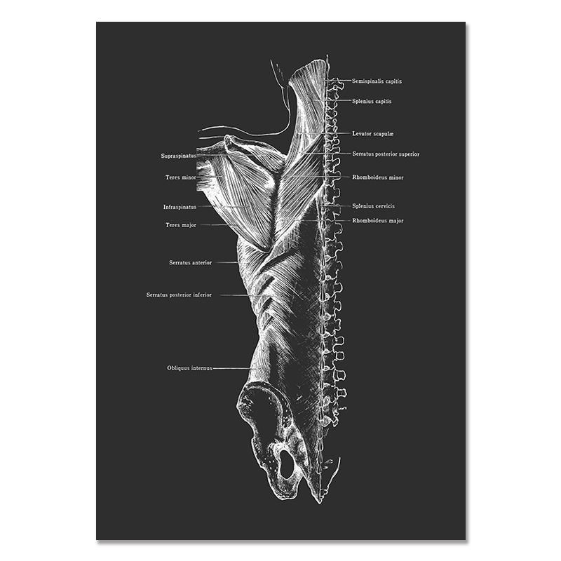 Anatomy Muscle Bone Black and White Canvas Painting Skeleton Organ Wall Art Modern Pictures Posters for Doctor Office Home Decor