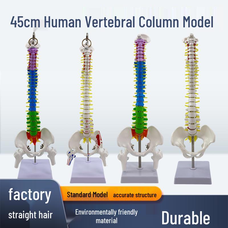 45CM Colorful Human Spine Model: Includes Vertebral Column, Pelvis, Femur, Coccyx, Lumbar, and Cervical Vertebrae for Chiropractic Use.