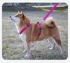 Dog Leash Vest: H-Type Chest Harness for Small To Large Dogs - Outdoor Walking Gear