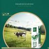 Yili Jindian Pure Whole Milk (250ml x 12 Pack)