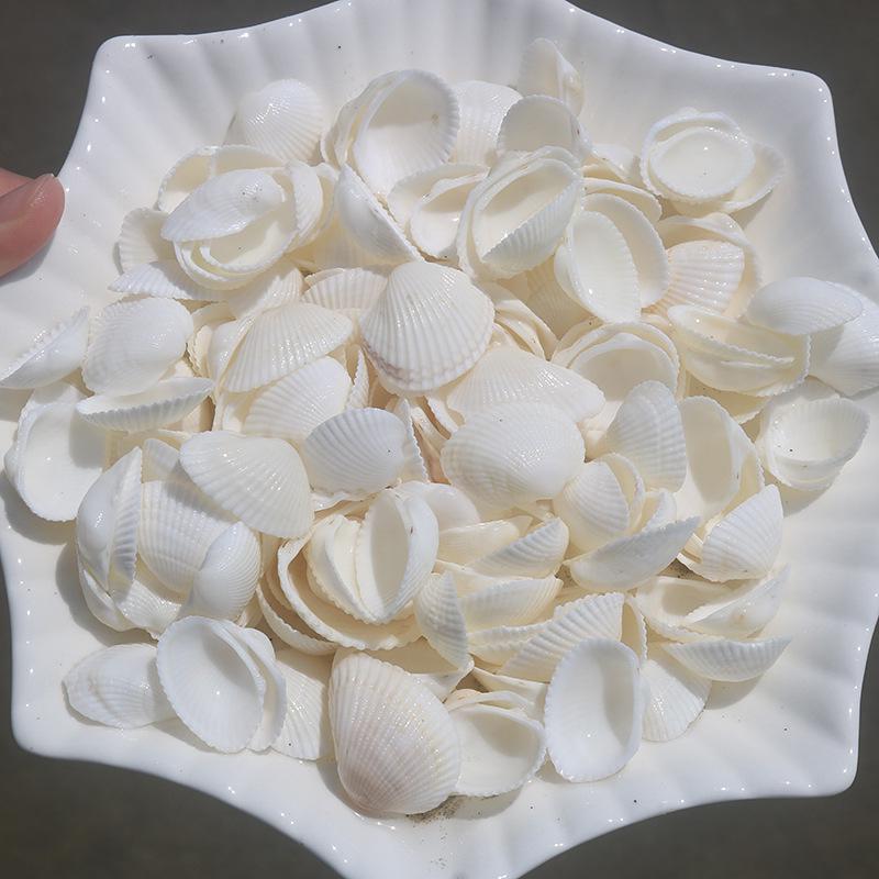 Handmade Natural Seashell Conch & Starfish Frame for DIY Fish Tank or Landscaping