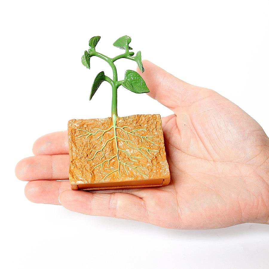 Simulation Life Cycle of a Green Bean Plant Growth Cycle Model Action Figures Collection Science Educational Toys for Children