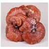 High Quality Ganoderma Lucidum 500g Jilin Origin Natural Herbal Tea Dietary Supplement