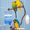 Mangeoire Abreuvoir pour Oiseaux Perroquet Automatique Mangeoire Automatique Abreuvoir Distributeur d'Eau Distributeur d'Eau Accessoires de Cage