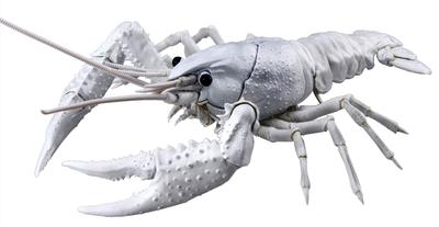 Samling och modeller – Samlarens fordonsmodeller