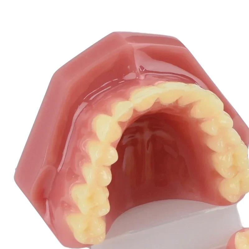 Neues Dental-Erwachsenenmodell Harz Normale Zahnmedizin Medizinisches Zahnmodell Studieren Lehren Bildung Mund-Zahn-Produkte