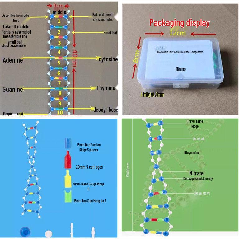 DNA Double Helix Structure Model for High School Biology Experiments