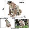 Pediatric Learning Model: Plastic Animal Growth Cycles - Frog, Butterfly, Rooster, Sea Turtle, Chinese Horseshoe Crab