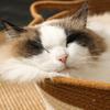 Cats Puppy Bed Basket Base Scratch Resistant Mat for Small to Medium Pet Creative Pet Bed Cute Nest Machine Washable