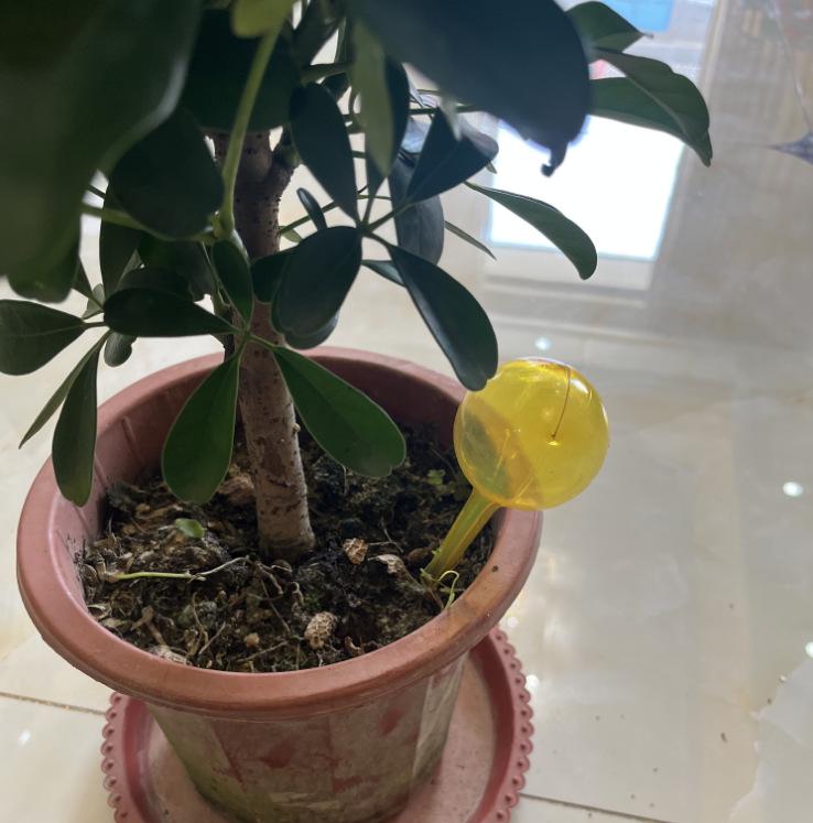 Automatyczna kula do podlewania roślin ogrodowych