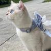 Adjustable Cat Harness Leash Princess Style Dog Traction Rope Animal Outfits Cat Vest  Photo Shoot
