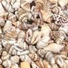 30g/lot 7-12mm Flower Snail Shell Shape Beads For Jewelry Making Loose Conch Pendant Beads DIY Necklace Phone Chains Accessories