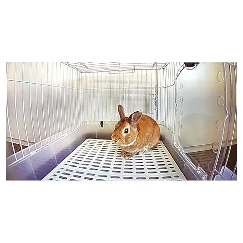 Minimal Land Wi-Fi connected monitoring camera for small animals, birds, and reptiles. Smartphone compatible. Marukan ML-668. Ideal for home monitorin